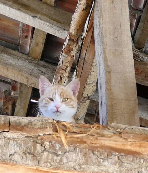 Yaramaz Kedi Çatıda Geziniyor Sarı Beyaz Kedi Çiftleşmek Için Çatıda — Stok fotoğraf