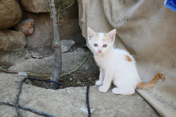 Gattino Piccolo Perplesso Piccolo Gattino Bianco Giallo Molto Piccolo — Foto Stock