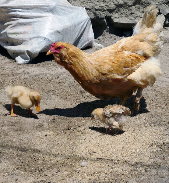 poultry are eating together, ducks and chickens fed together,