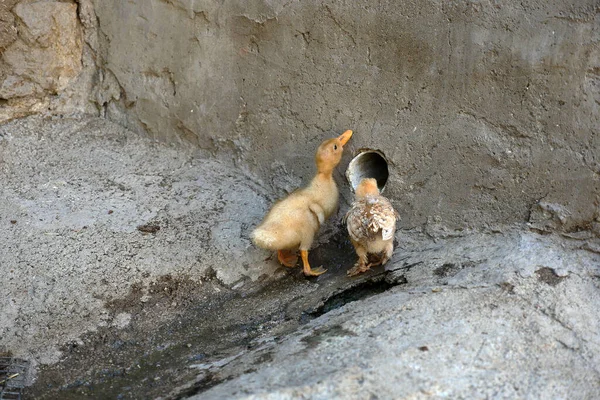 Aves Corral Comen Juntas Patos Pollos Alimentan Juntas — Foto de Stock