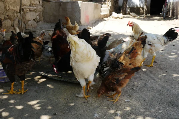 little duck and chicken cub, brotherhood of animals, the world of animals,poultry are eating together, ducks and chickens fed together,