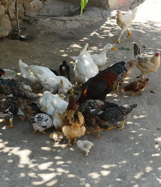 little duck and chicken cub, brotherhood of animals, the world of animals,poultry are eating together, ducks and chickens fed together,