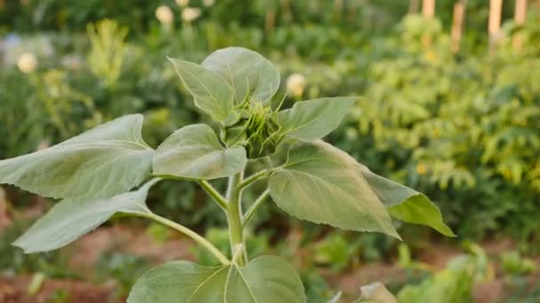 Tournesol Pas Encore Fleuri Dans Jardin Tournesol — Video