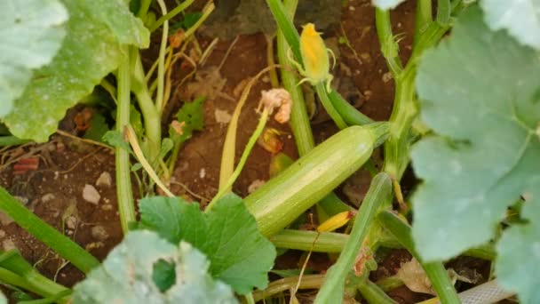 Zucchine Naturali Commestibili Zucchine Zucchine Fresche Biologiche Giardino — Video Stock