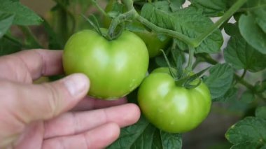 Doğal olgunlaşmamış yeşil domatesler, çiğ domates videosu.