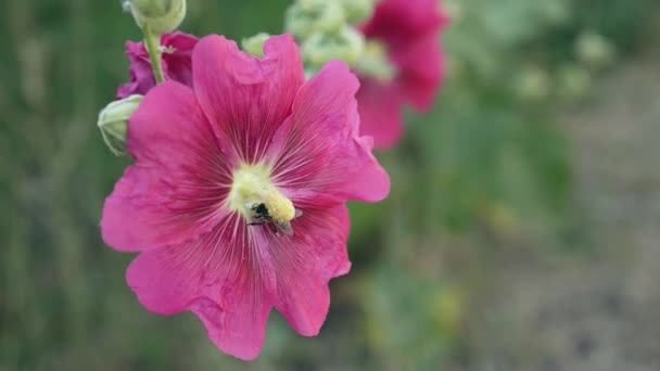 Rosa Ros Malva Blommor Och Samla Pollen Ett — Stockvideo