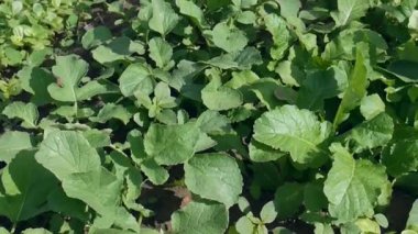 Bahçe turpuna doğal, taze turp tohumu.,