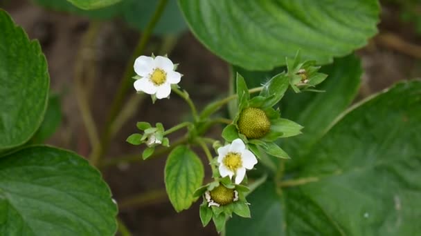 Alami Strawberry Belum Dewasa Dan Bunga Taman Bunga Tanaman Strawberry — Stok Video
