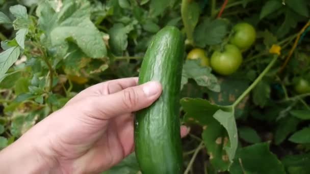 Pepinos Enormes Naturais Jardim Pepino Sem Fertilizantes Artificiais Hormônios — Vídeo de Stock