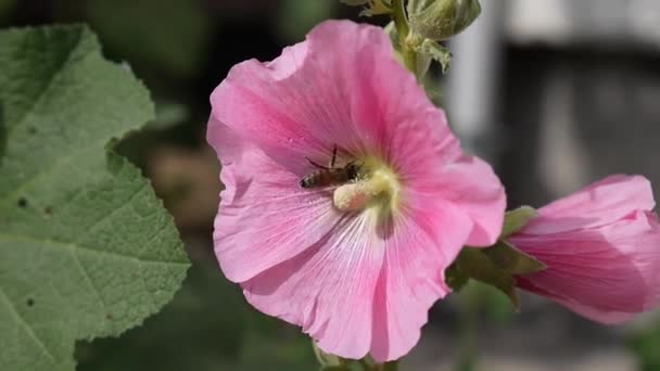 Rosa Rosa Malva Flores Recogida Polen Una Abeja — Vídeos de Stock