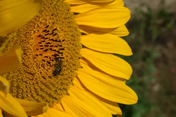 Sonnenblume Mit Gelben Blüten Und Einer Darauf Stehenden Biene Nahaufnahme — Stockfoto
