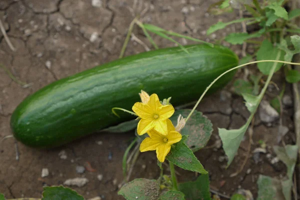 花园里的植物上有黄瓜和黄瓜花 — 图库照片