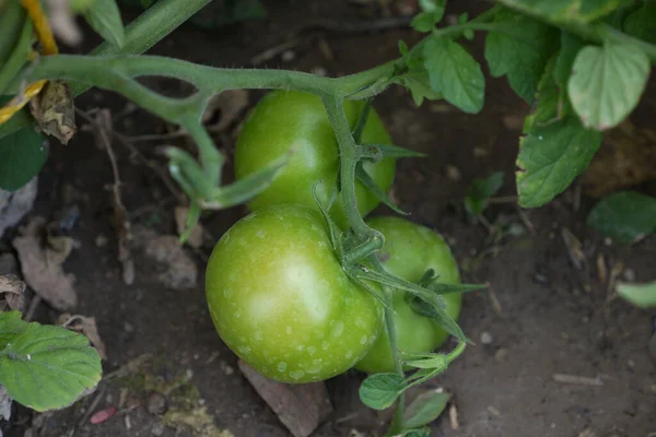 Άγουρες Φρέσκιες Πράσινες Ντομάτες Φυσικές Ντομάτες Φυσικές Ντομάτες Στον Κήπο — Φωτογραφία Αρχείου