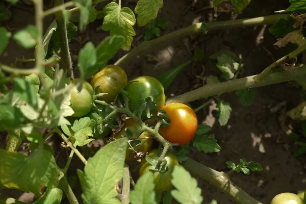 Tomates Verdes Frescos Não Maduros Tomates Naturais Tomates Naturais Jardim — Fotografia de Stock