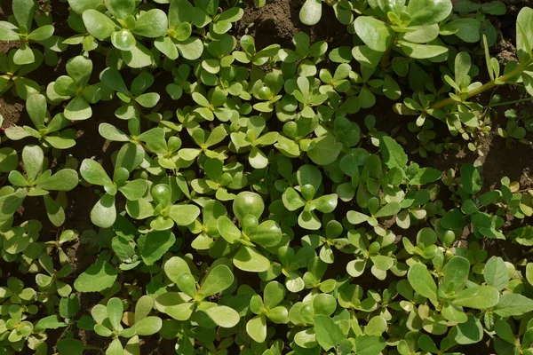 Κήπο Purslane Μεγάλη Ποσότητα Καλλιεργούμενη Purslane Φαρμακευτικό Βότανο Purslane Ωμέγα — Φωτογραφία Αρχείου