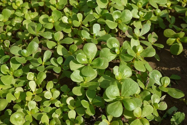 Purslane Jardim Grande Quantidade Purslane Cultivado Purslane Erva Medicinal Ômega — Fotografia de Stock