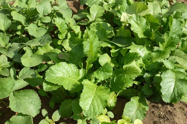 Grüne Radieschenblätter Frischer Rettich Garten Gepflanzt — Stockfoto