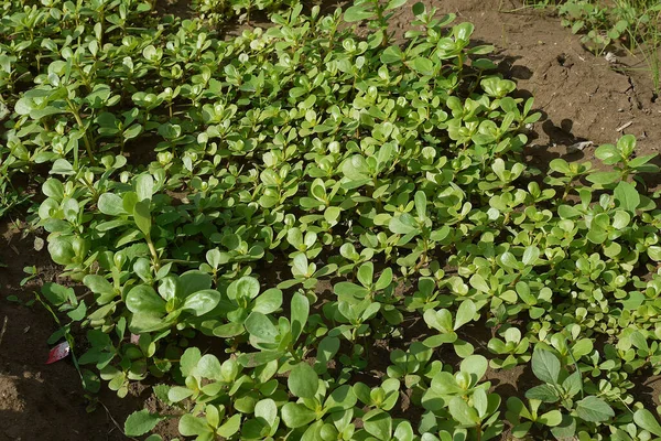 Purslane Jardim Grande Quantidade Purslane Cultivado Purslane Erva Medicinal Ômega — Fotografia de Stock