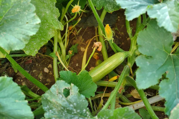Natural Edible Zucchini Zucchini Fresh Organic Zucchini Vegetable Garden — Stock Photo, Image