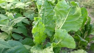 Taze pazı yaprakları doldurmak için,