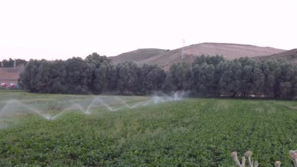 砂糖畑の灌漑灌漑噴水で庭に水をやる — ストック動画