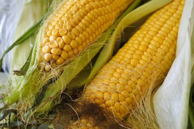 taze çiğ mısır, taze yumuşak lezzetli mısır,
