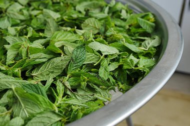 Naneyi kurutmak, güneşi kurutmak taze nane şekerini kurutmak, naneyi kurutmak, organik naneyi kurutmak.,