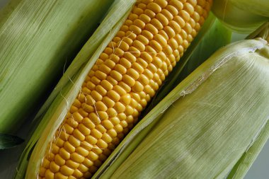 taze çiğ mısır, taze yumuşak lezzetli mısır, doğal aromalı mısır.,