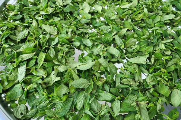 Pengeringan Mint Pengeringan Matahari Segar Mint Membuat Mint Kering Pengeringan — Stok Foto