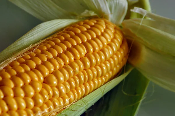 Taze Çiğ Mısır Taze Yumuşak Lezzetli Mısır Doğal Aromalı Mısır — Stok fotoğraf