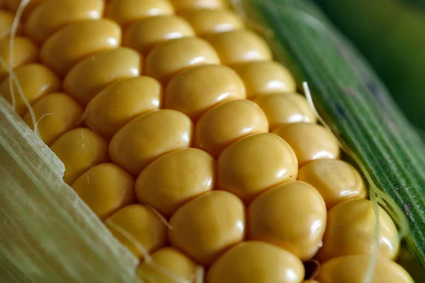Свіжа Сира Кукурудза Свіжа Яка Смачна Кукурудза Натуральна Кукурудза Смаком — стокове фото