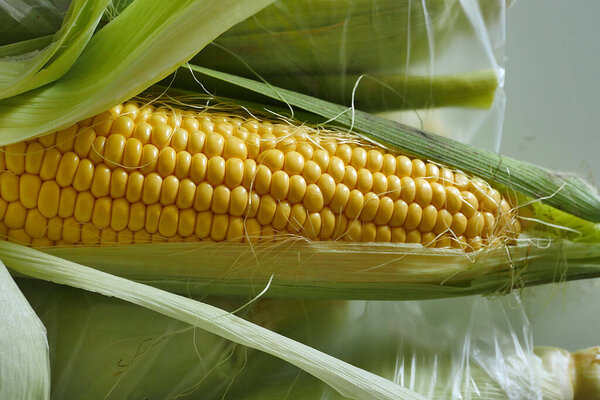 fresh raw corn, fresh soft delicious corn, natural flavored corn,