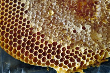 Balın insan beslenmesinde önemi, bal peteğinde taze bal,