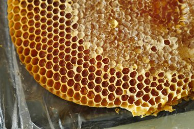 Balın insan beslenmesinde önemi, bal peteğinde taze bal,