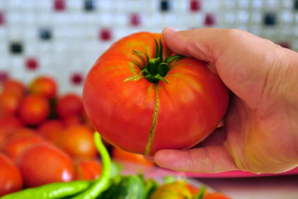 Salud Humana Tomate Tomate Campo Natural Grande Primer Plano — Foto de Stock