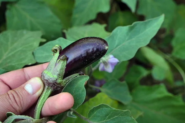 Berenjena Pequeña Natural Cultivo Berenjenas Jardín — Foto de Stock