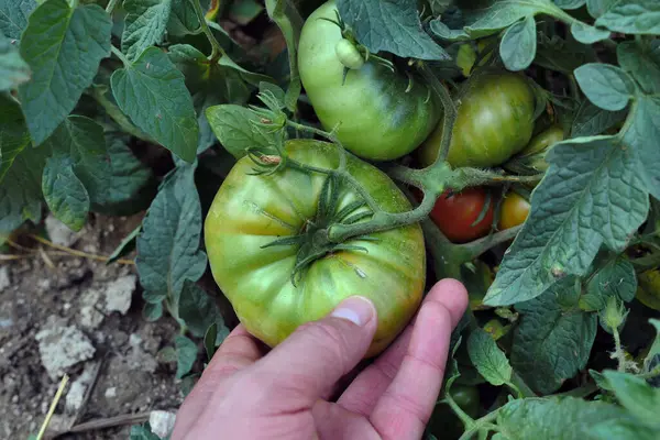 Los Tomates Maduros Grandes Naturales Jardín Son Saludables Hortalizas Agrícolas — Foto de Stock