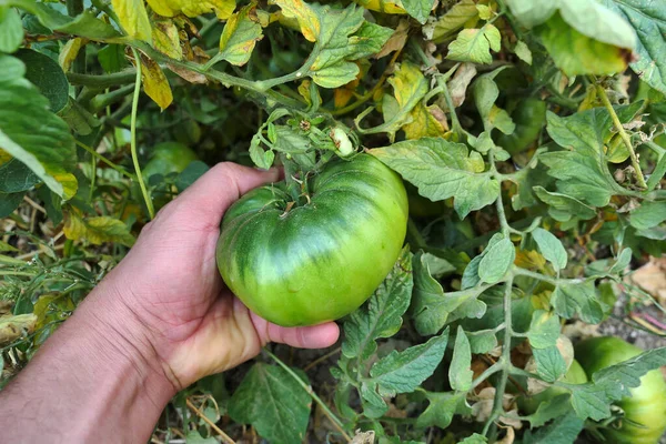 Bahçedeki Doğal Büyük Olgun Domatesler Sağlıklıdır Sağlıklı Tarım Sebzeleri — Stok fotoğraf