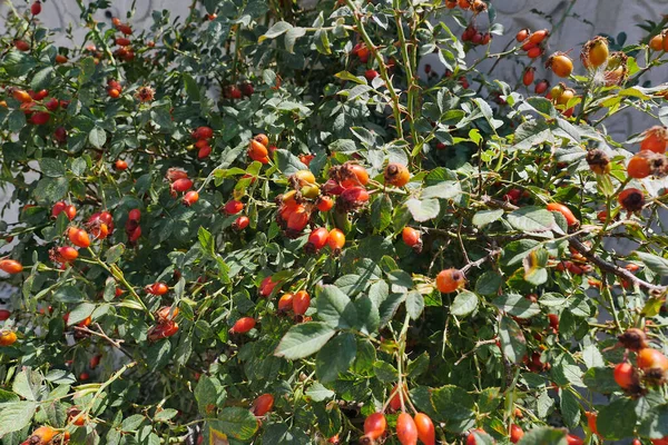 rose hips from prickly fruits, rose hips that begin to ripen on rosehip trees,