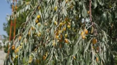 Paskalya ağacındaki meyveler, tıbbi paskalya meyveleri,