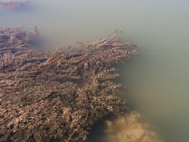 Suda yosun, gölde yosun ve doğal gübre yapmak.,