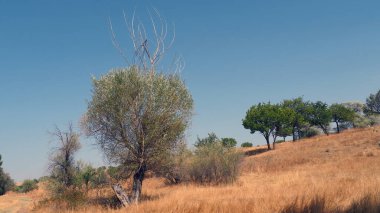 Yaşamaya çalışmaktan vazgeçmeyen söğüt ağacı,