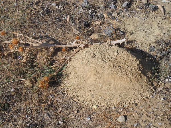 Molehill Terrón Del Suelo Formado Por Lunar —  Fotos de Stock