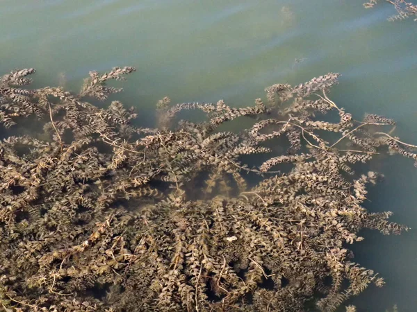 Водорості Озері Природні Добрива Водорості Які Ростуть Воді Водорості — стокове фото