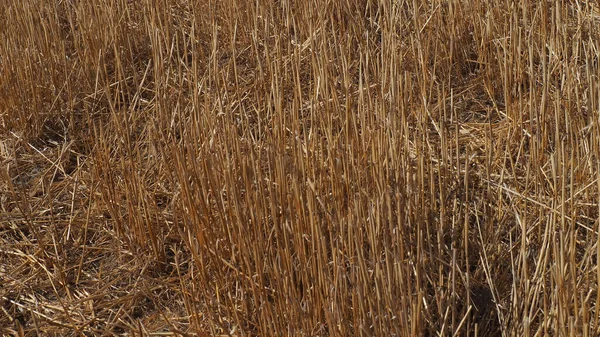 Rastrojo Tallos Trigo Seco Tallos Trigo Seco Pajitas — Foto de Stock