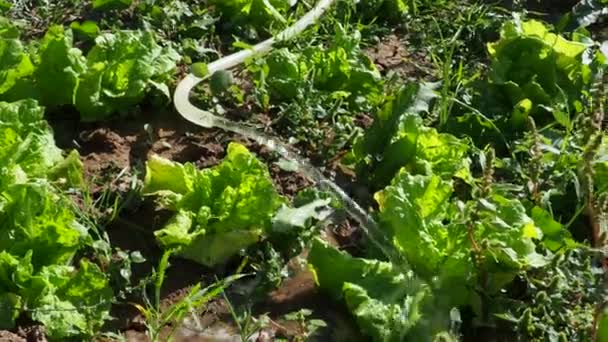 Regar Jardín Regar Jardín Con Una Manguera Agua — Vídeos de Stock