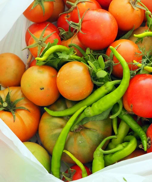 Una Bolsa Llena Tomates Naturales Tomates Recién Recogidos Pimientos Del — Foto de Stock