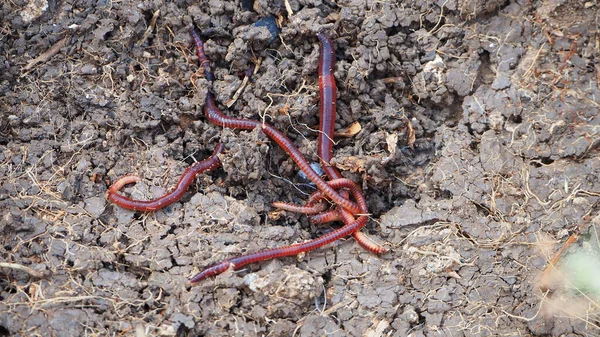 Doğal bahçe solucanları, solucan, yaşayan solucan.,