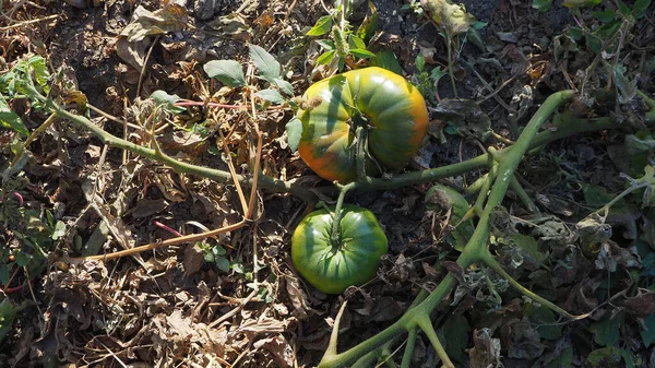 Los Últimos Tomates Jardín Tomate Crudo Empezando Madurar — Foto de Stock