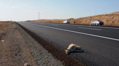 Tilki yol kenarında bir araba kazasında öldü. Tilki de insanlar tarafından öldürüldü.,